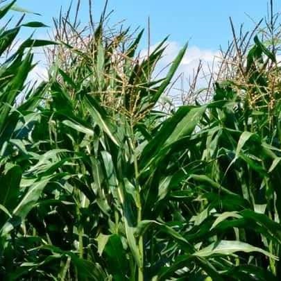 ДЕЛЬФИН