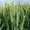 КВС БУРАН